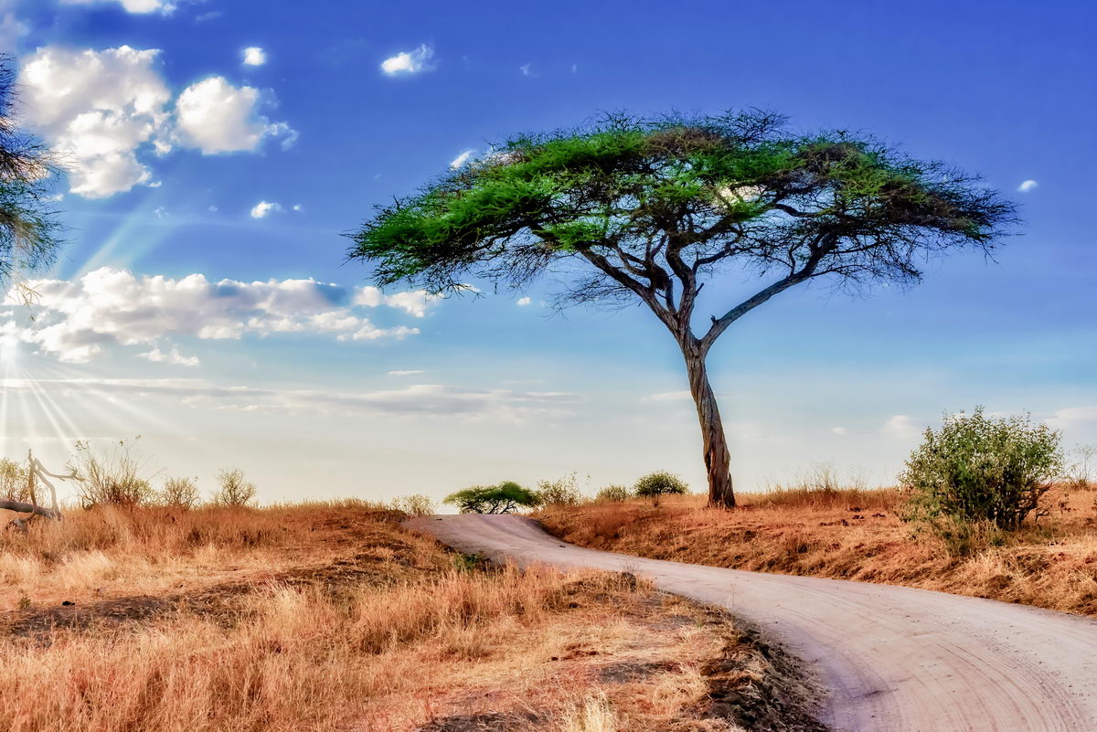 beautiful shot tree savanna plains with blue sky
