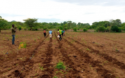 DIVAGRI tests Gliricidia Sepium as an intercrop for Maize Farmers in Mozambique